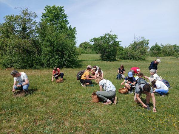 Cueillette lors de l'atelier cuisine sauvage à Savigny-le-Sec - CCFSS