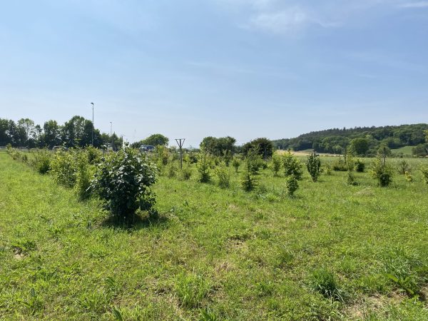 Suivi de la truffière pilote à Is-sur-Tille - COVATI